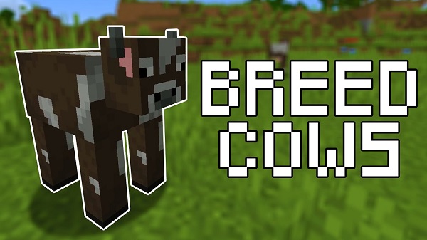 How to make baby cows grow in minecraft